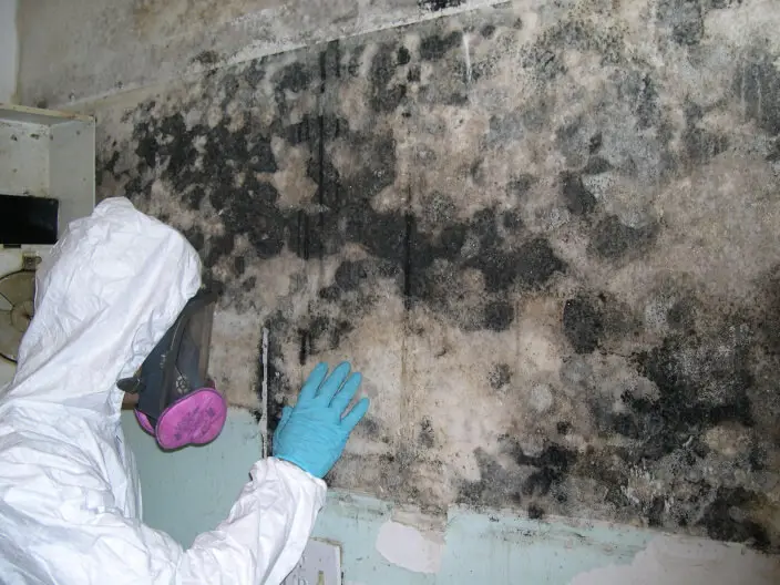 Mold Removal Procedures