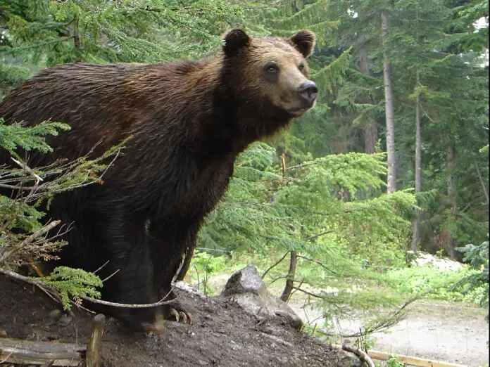 how to store food when camping in bear country 2