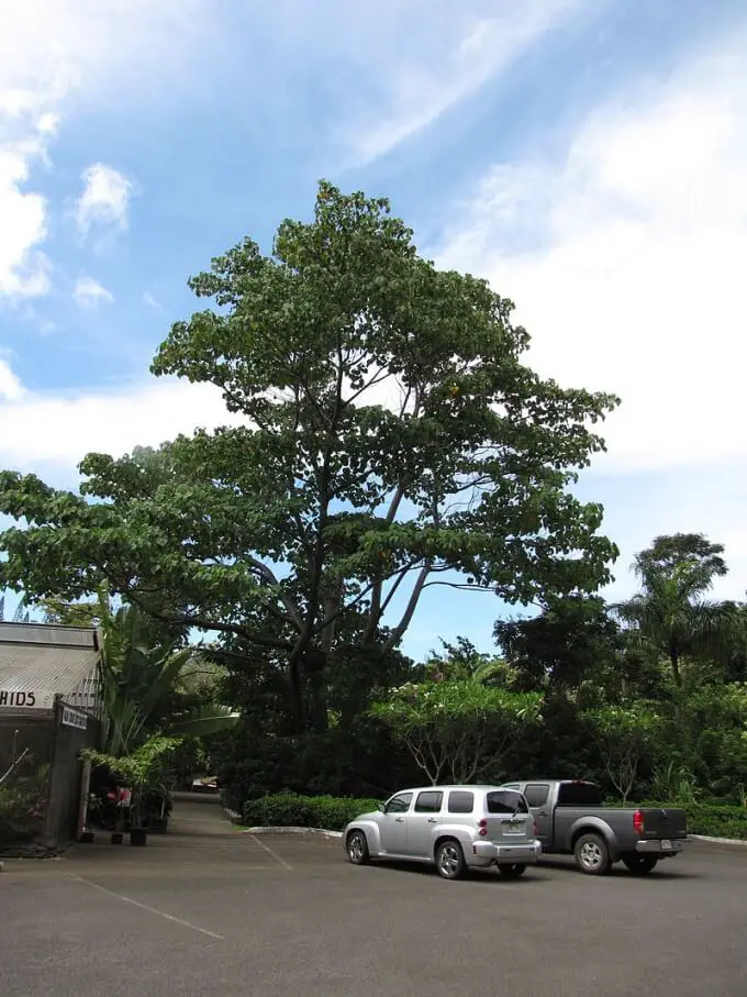 balsa tree