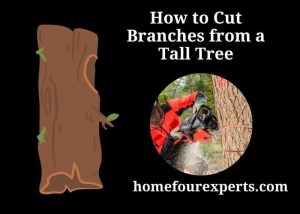 how to cut branches from a tall tree