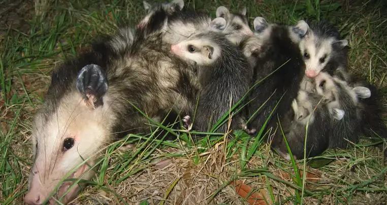 how to get rid of opossum under house
