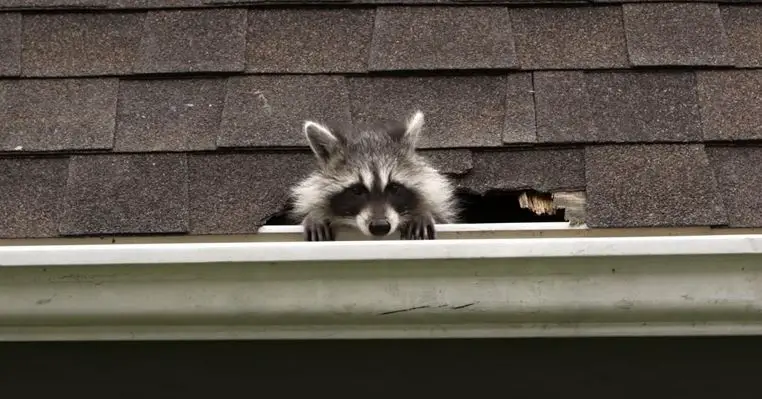 how to lure raccoons out of hiding