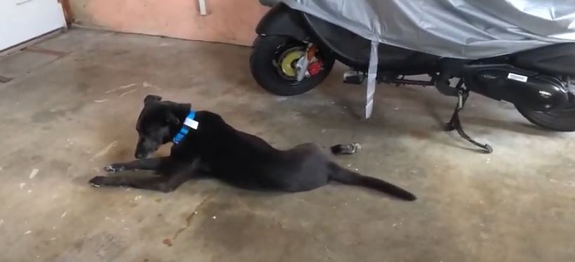 keeping dog in garage during summer