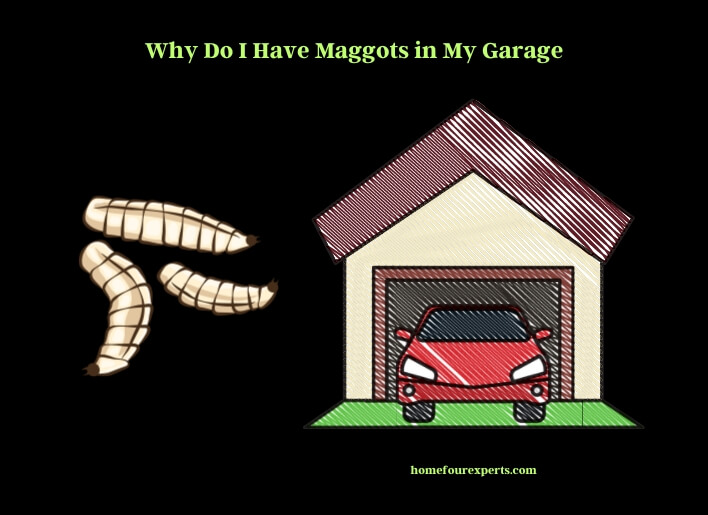 why do i have maggots in my garage