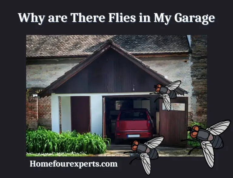 Why Are There Flies in My Garage? (Here is the Reason)