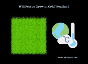 will fescue grow in cold weather