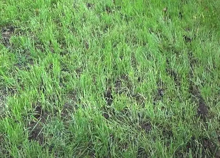 grass seed showdown scotts landscapers mix vs contractors mix